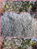 Ochrolechia parella image