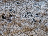 Diploschistes scruposus image