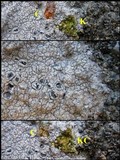 Diploschistes scruposus image