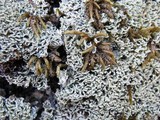 Cladonia caespiticia image