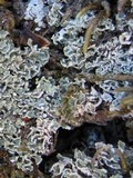 Cladonia caespiticia image