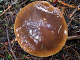 Cortinarius vanduzerensis image