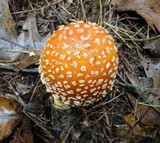 Amanita amerimuscaria image
