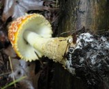 Amanita amerimuscaria image