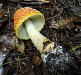 Amanita amerimuscaria image
