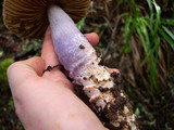 Cortinarius vanduzerensis image