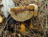 Coltricia montagnei image
