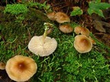 Mycena galericulata image