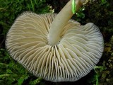 Mycena galericulata image