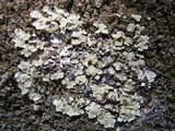 Squamarina cartilaginea var. cartilaginea image