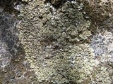 Squamarina cartilaginea var. cartilaginea image