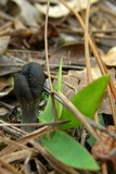 Elaphocordyceps capitata image