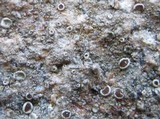 Gyalecta ulmi image