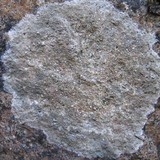 Gyalecta ulmi image