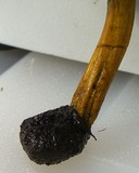 Elaphocordyceps capitata image