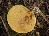 Paxillus involutus image