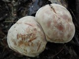 Clitocybe martiorum image