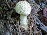 Amanita daucipes image