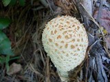 Amanita daucipes image