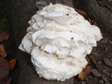 Hericium cirrhatum image