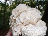 Hericium cirrhatum image