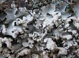 Parmotrema reticulatum image