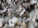 Parmotrema reticulatum image