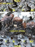 Parmotrema reticulatum image