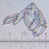 Elaphocordyceps capitata image