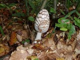 Coprinopsis picacea image