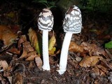 Coprinopsis picacea image