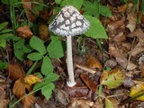Coprinopsis picacea image