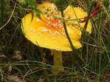 Amanita amerimuscaria image