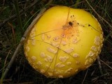 Amanita amerimuscaria image