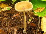 Amanita amerifulva image