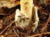 Amanita amerifulva image