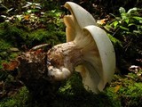 Clitocybe robusta image