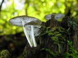 Mycena galericulata image