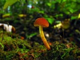 Pholiota granulosa image