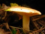 Lactarius vinaceorufescens image