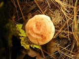Lactarius vinaceorufescens image