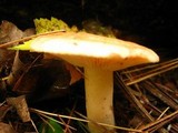 Lactarius vinaceorufescens image