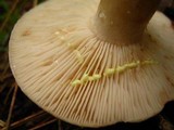 Lactarius vinaceorufescens image