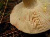 Lactarius vinaceorufescens image