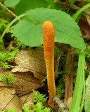 Cordyceps militaris image