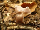 Hygrocybe lacmus image