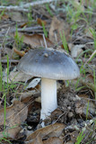 Amanita constricta image