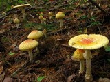 Amanita amerimuscaria image