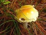 Amanita amerimuscaria image