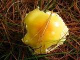 Amanita amerimuscaria image